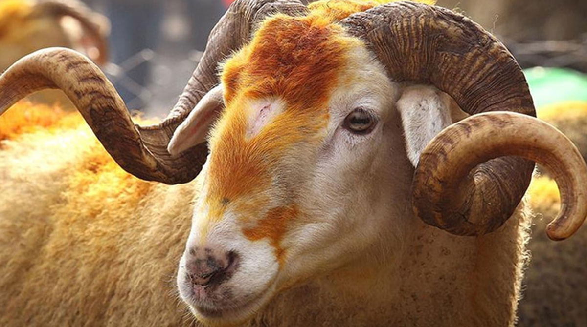 Vacip Kurban Bağışı