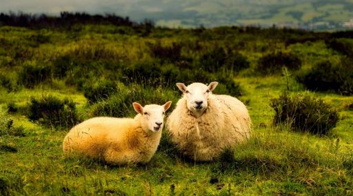 Akika Kurban Bağışı