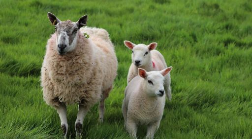 Nafile Kurban Bağışı